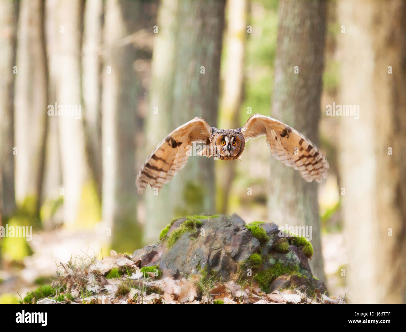 Long-eared owl flying in forest - Asio otus Stock Photo