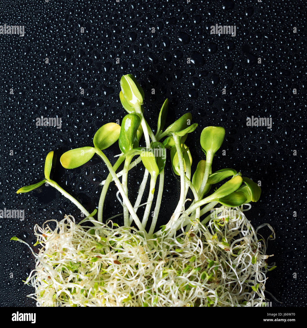 Mixed organic micro greens on black background with water drops. Fresh sunflower and heap of alfalfa micro green sprouts for healthy vegan food cooking. Healthy food and diet concept. Cut microgreens, top view Stock Photo