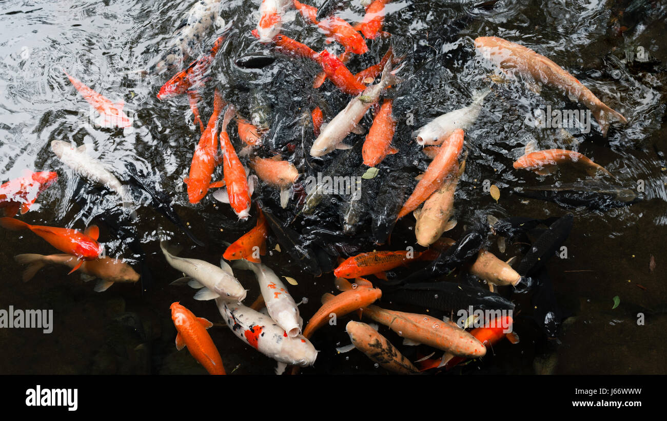 Koi fish pond Stock Photo
