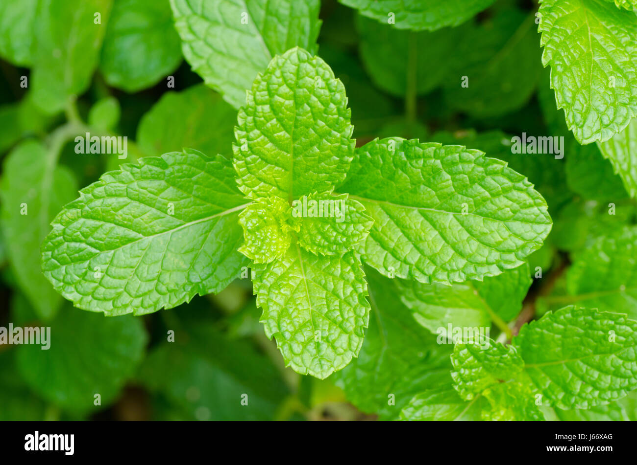 Green peppermint leaves Stock Photo Alamy