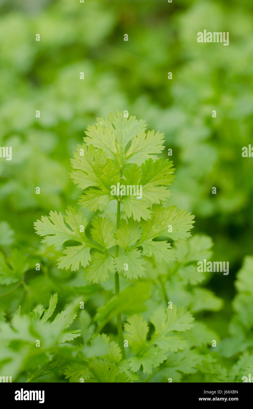 coriander growing in the garden. Coriander is loaded with antioxidants