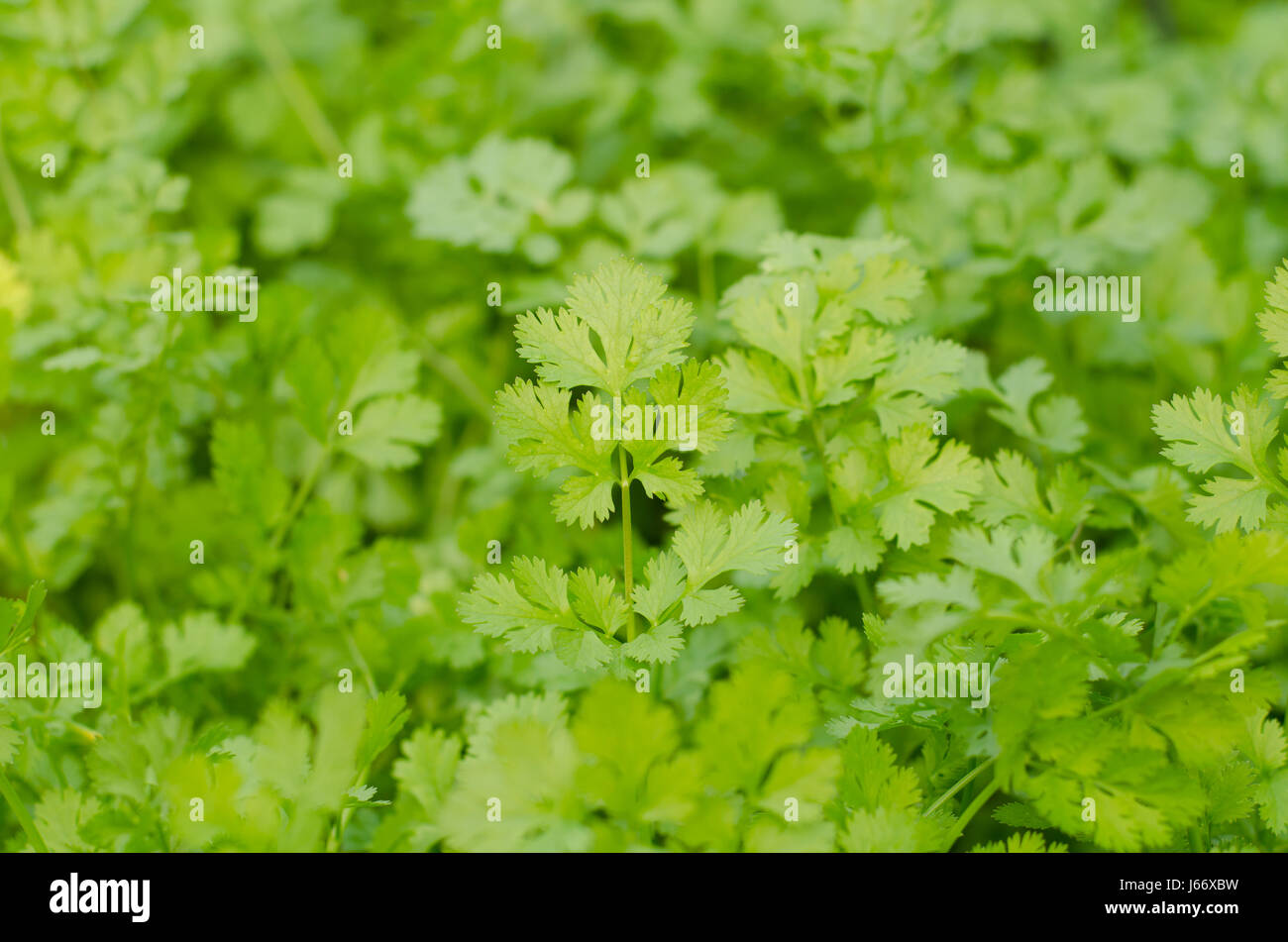 coriander growing in the garden. Coriander is loaded with antioxidants