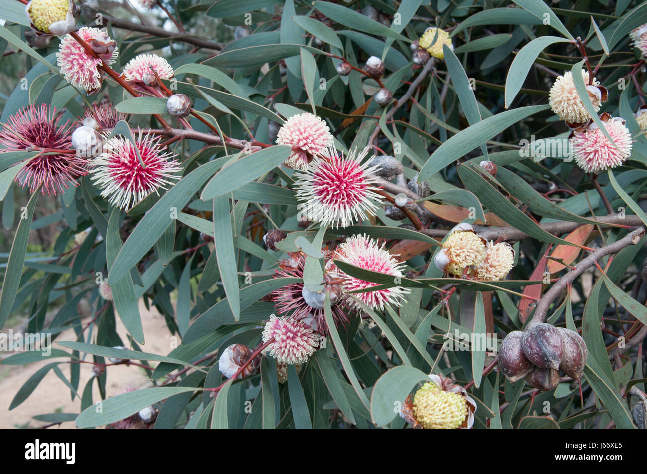 Hakea laurina (pincushion tree) bush in the You Yangs Regional Park, Victoria, Australia Stock Photo