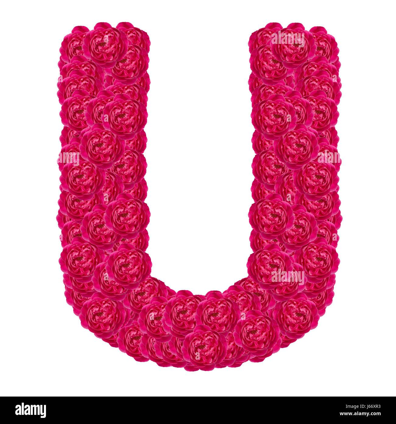 Letter U alphabet with flower ABC concept type as logo isolated on white  background. With clipping path Stock Photo - Alamy