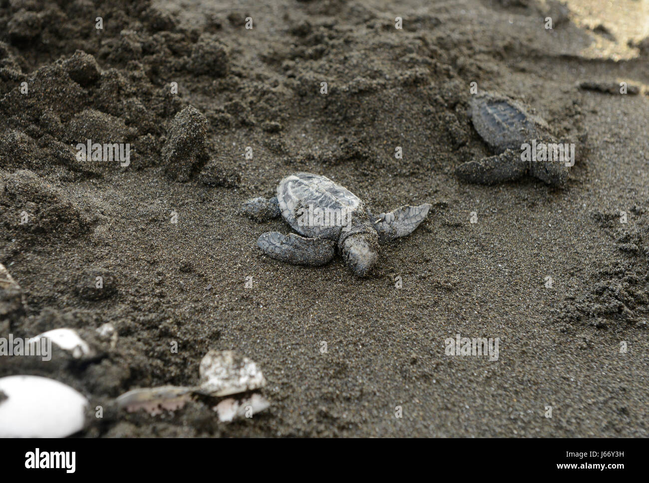 Olive Ridley sea turtle hatchlings (Lepidochelys olivacea) are released at the Punta Mala Wildlife Refuge on Costa Rica's Pacific Coast. Stock Photo
