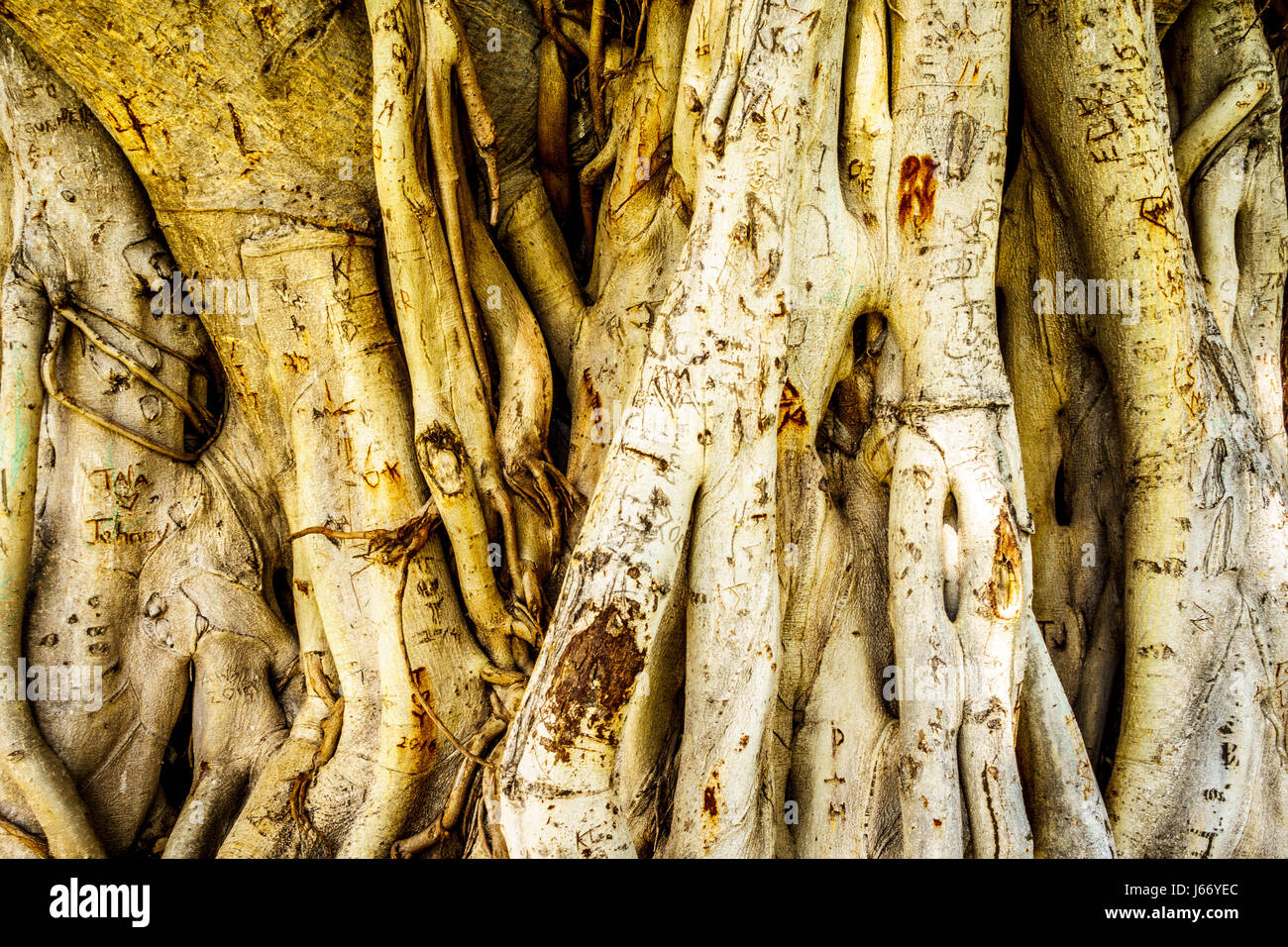 Trunk and air roots of a Banyan Tree carved with names and love messages from people visiting Waikiki beach in Hawaii, USA Stock Photo