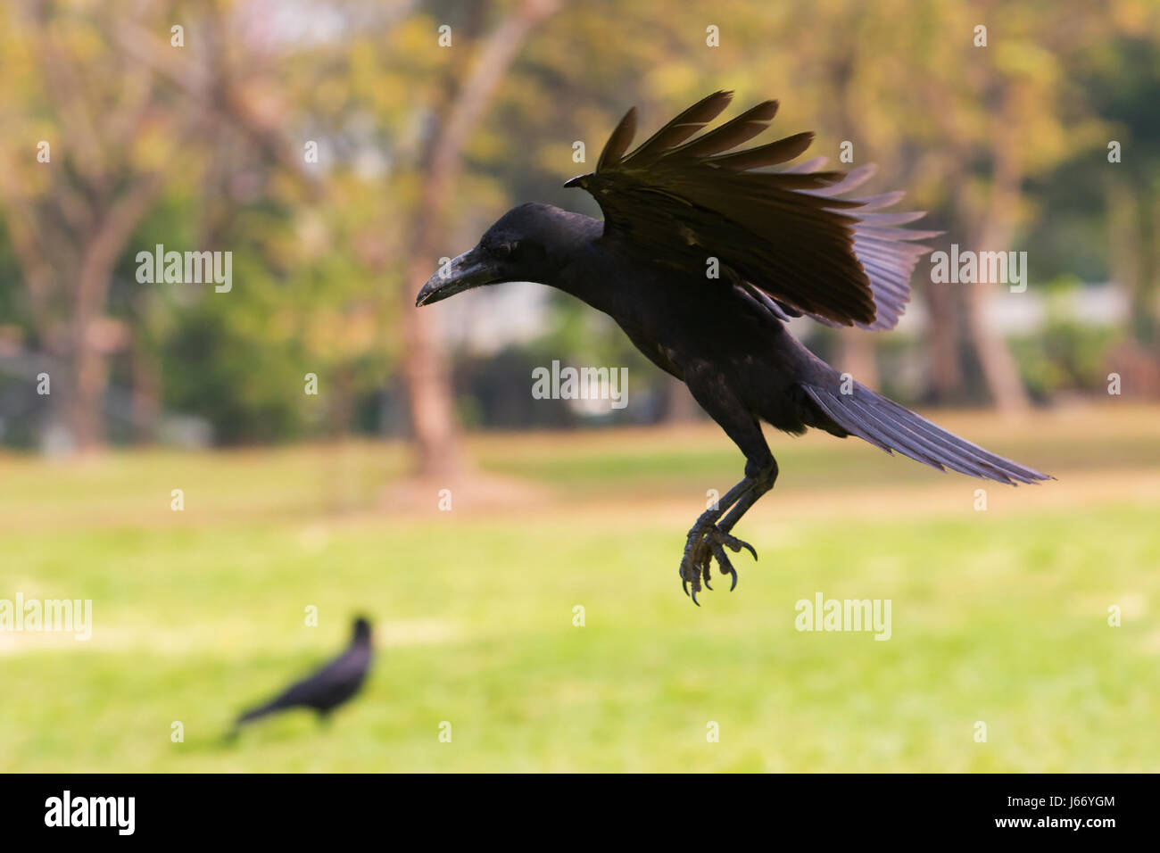 black birds crow flying (howering)  on mid air prepare to landing to ground Stock Photo