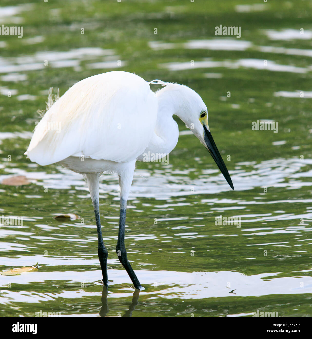 wild little egret bird feeding in water pool use for animals and ...