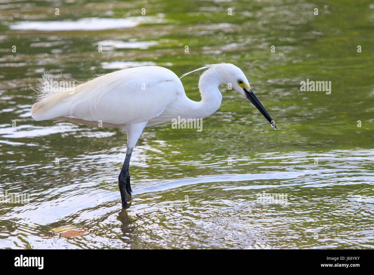 wild little egret bird feeding in water pool use for animals and ...