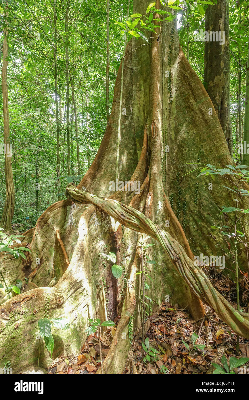 The Hiking Trail To Monkey Beach And Muka Head Lighthouse In