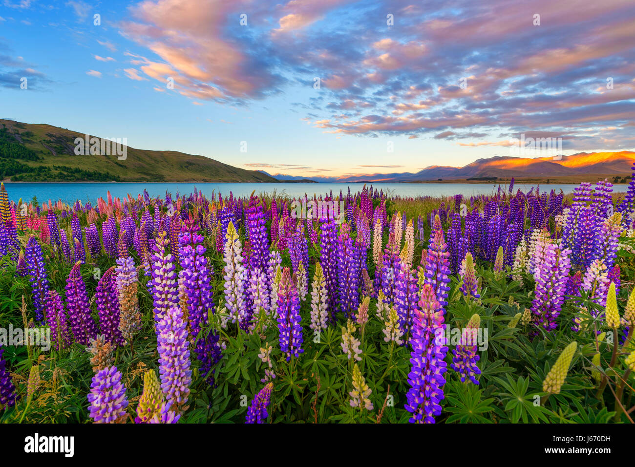 Beautiful lupine flower in Lake Tekapo, New Zealand Stock Photo Alamy