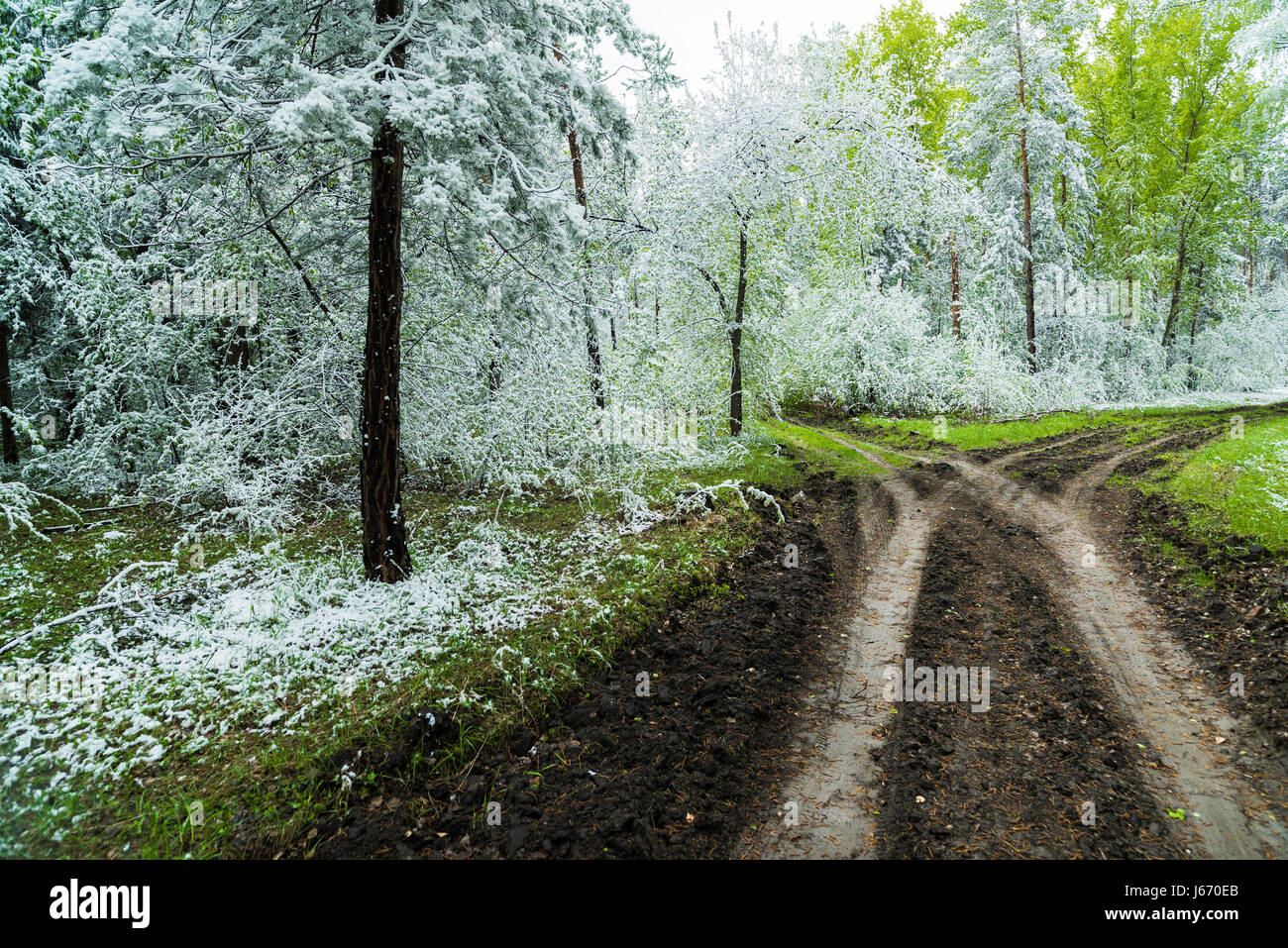 Green leaves of the trees and grass covered with snow Stock Photo - Alamy