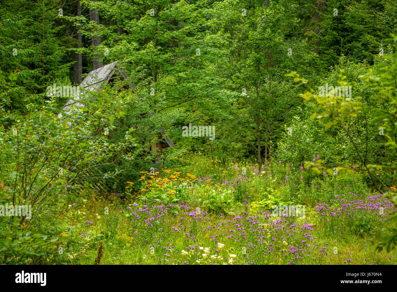 A dense summer forest. A small clearing with grass and flowers. An abandoned house is hidden behind tree branches Stock Photo