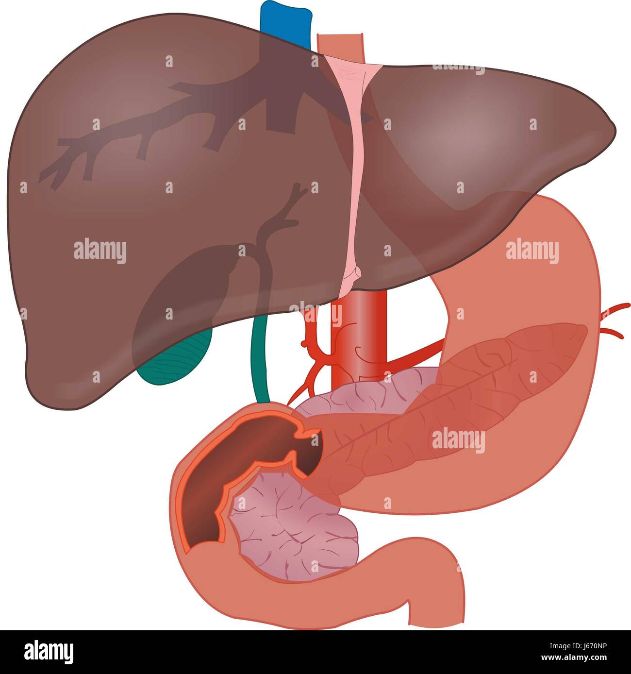 Human Liver Anatomy Stock Photo Biology Diagrams