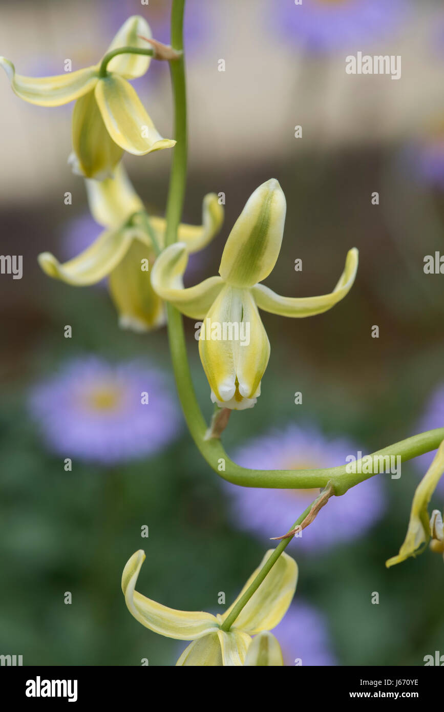 Albuca canadensis. Slime Lily flower Stock Photo