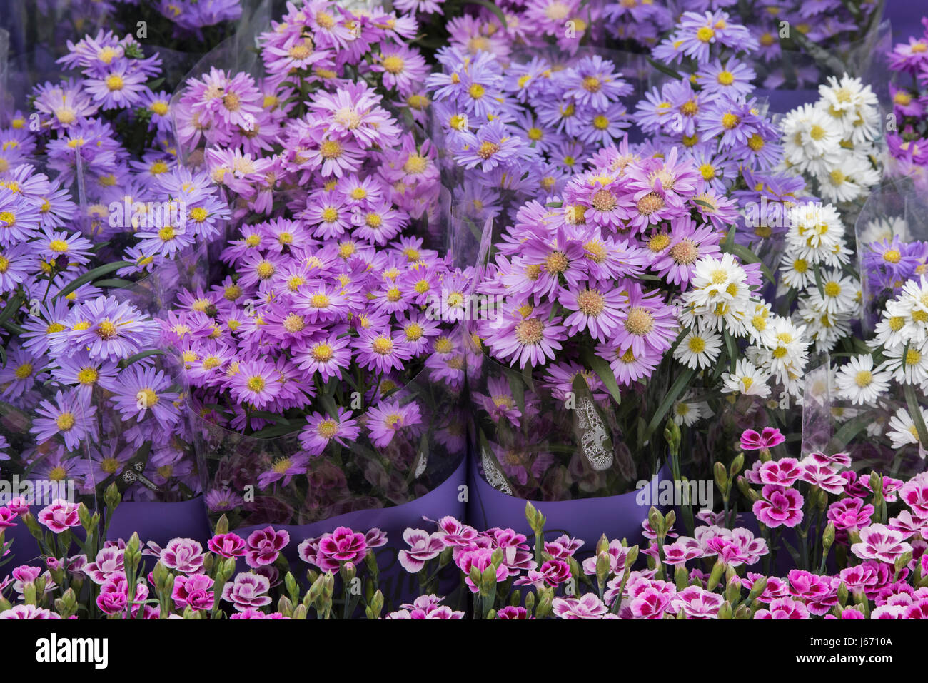 Bunches of Aster flowers for sale at a flower show. UK Stock Photo Alamy