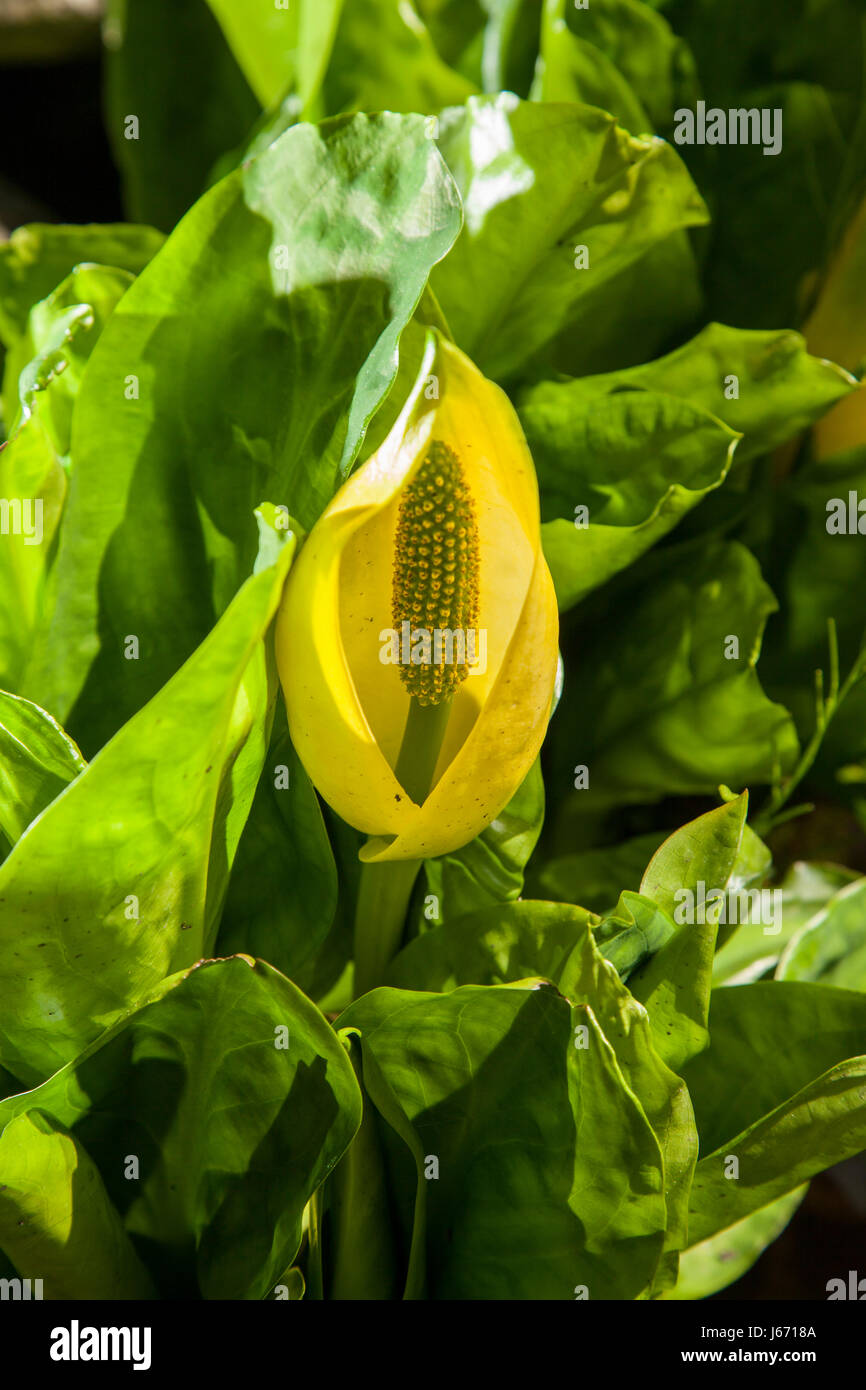 Skunk Cabbage Lysichiton americanus growing in a garden pond in Warwickshire, it has an unpleasant smell. The plant is highly invasive. Stock Photo