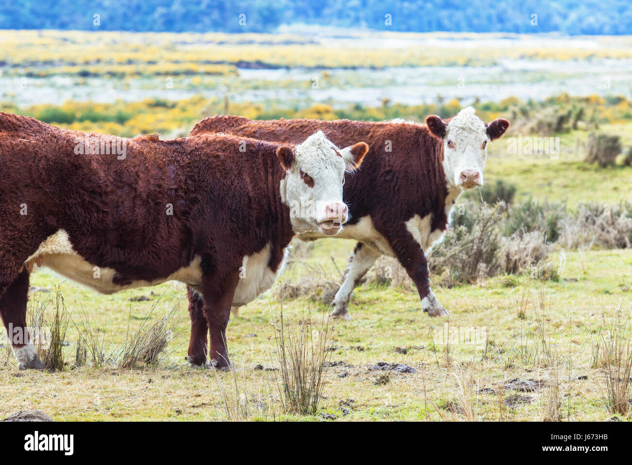livestock cow in new zealand farm Stock Photo Alamy