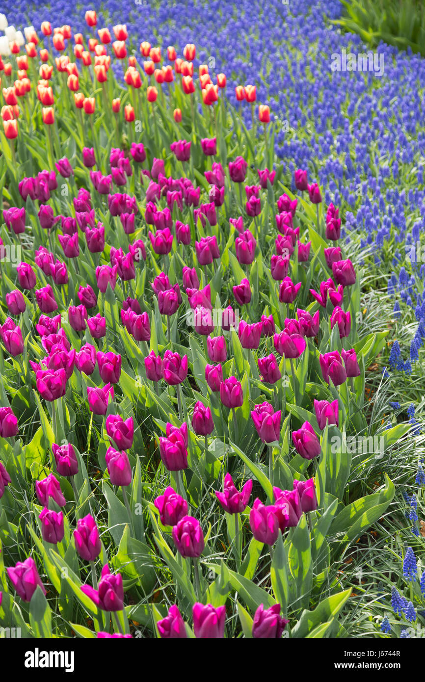 Tulips in Keukenhof Gardens, Lisse, Netherlands Stock Photo - Alamy