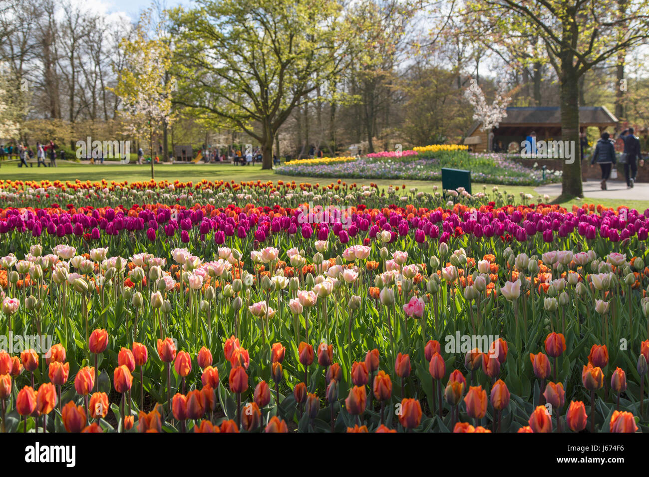 Tulips at Keukenhof Gardens, Lisse, Netherlands Stock Photo - Alamy