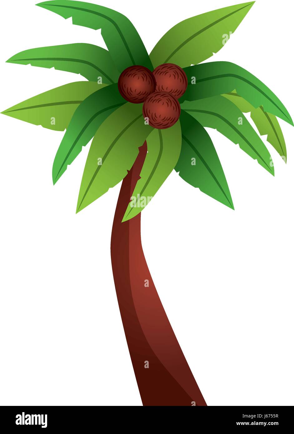 tropical tree palm with coconuts Stock Vector Image & Art - Alamy