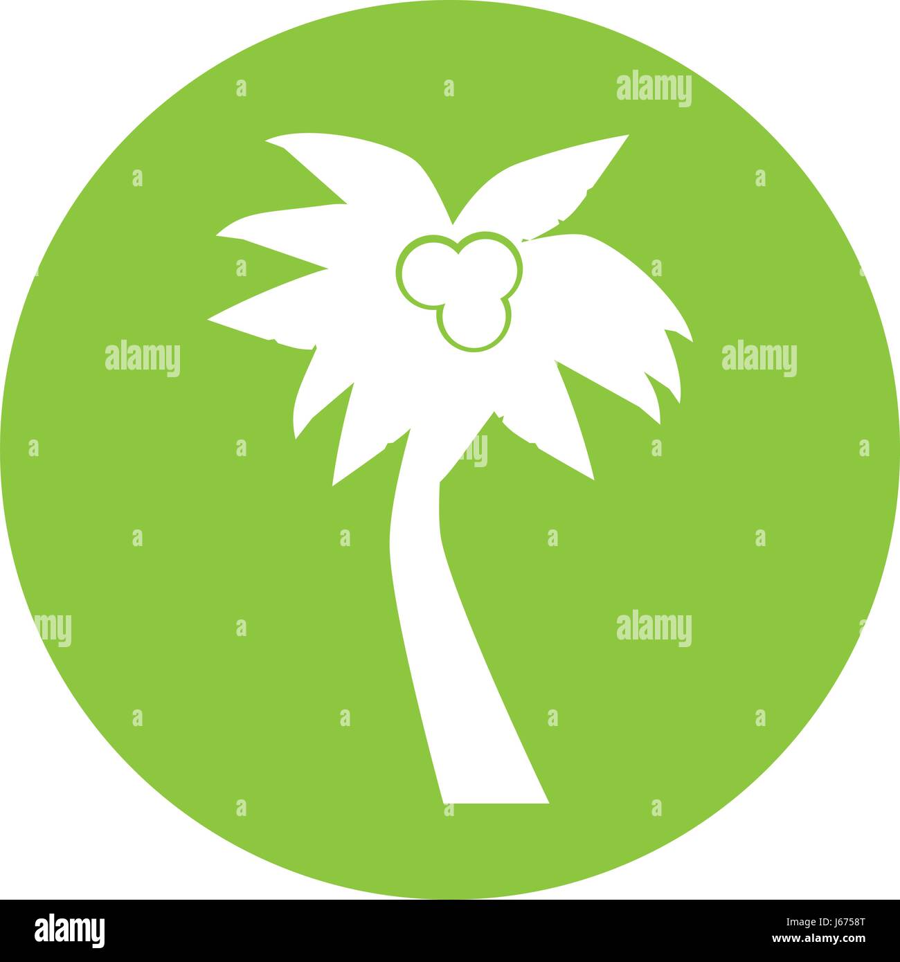 tropical tree palm with coconuts Stock Vector Image & Art - Alamy
