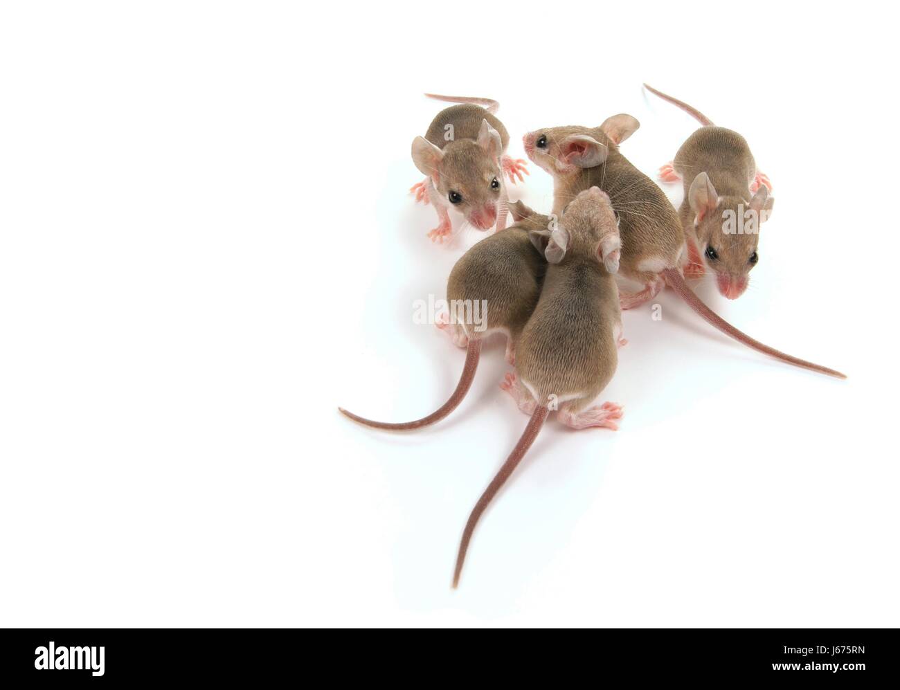 pet mammal rodent mouse cub baby mice pet mammal brown brownish