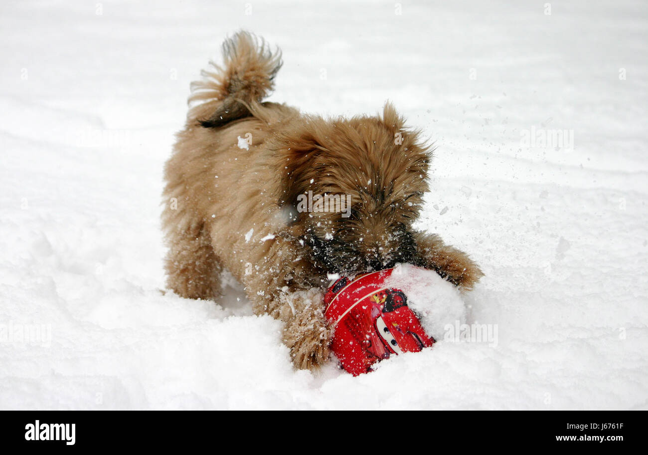 Snow flurry cheap westies