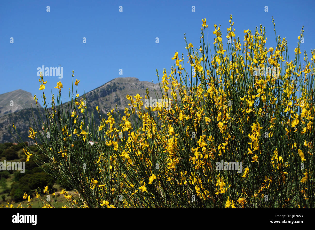 blossoms broom bleed yellow toxic poisonous blue greece blossoms shrub bush Stock Photo Alamy