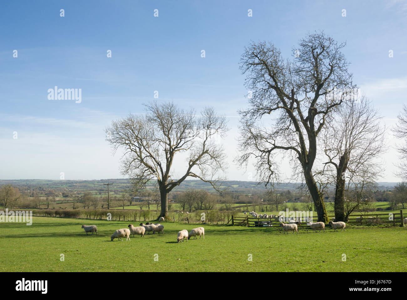 A flock of sheep on the move, Broadwell, (between StowontheWold and