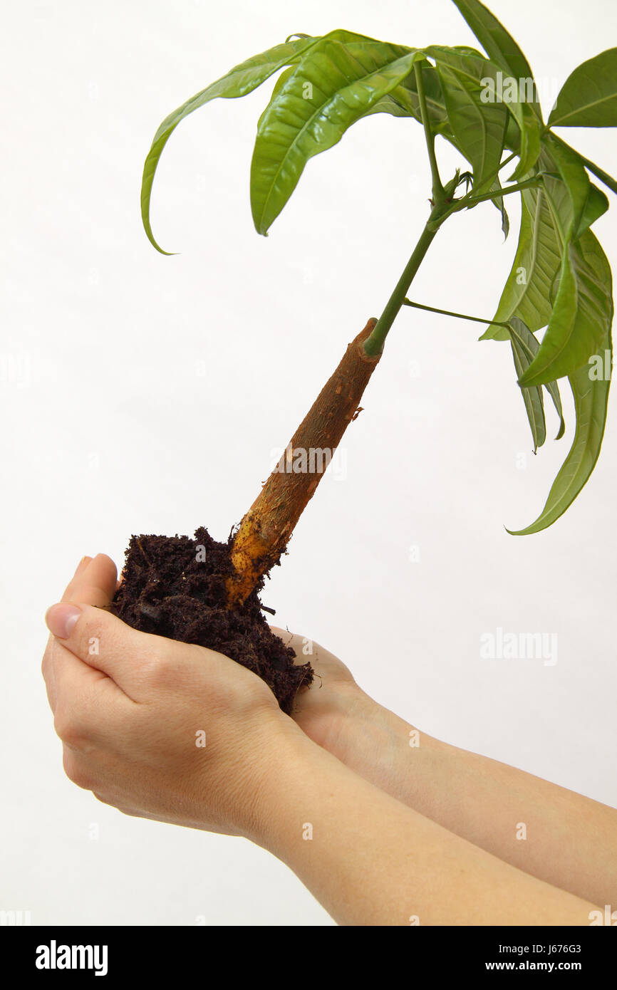 woman hand hands environment enviroment tree protect protection guard Stock Photo