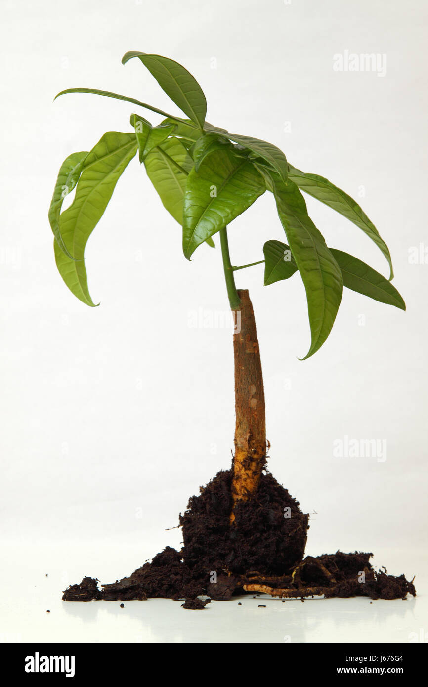 environment enviroment tree root environmental protection grow climate topsoil Stock Photo