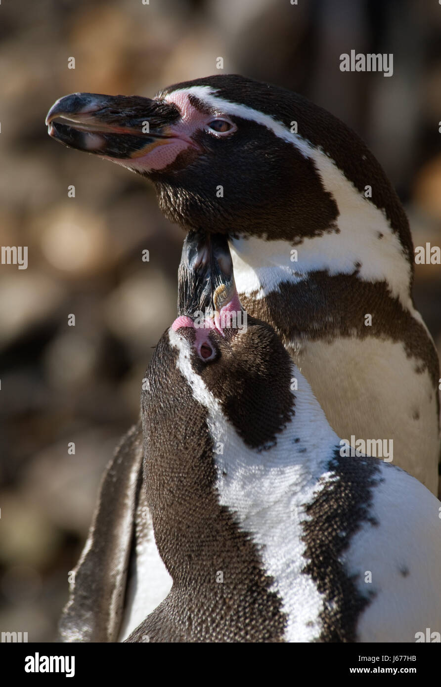 Penguin sweater hi-res stock photography and images - Alamy