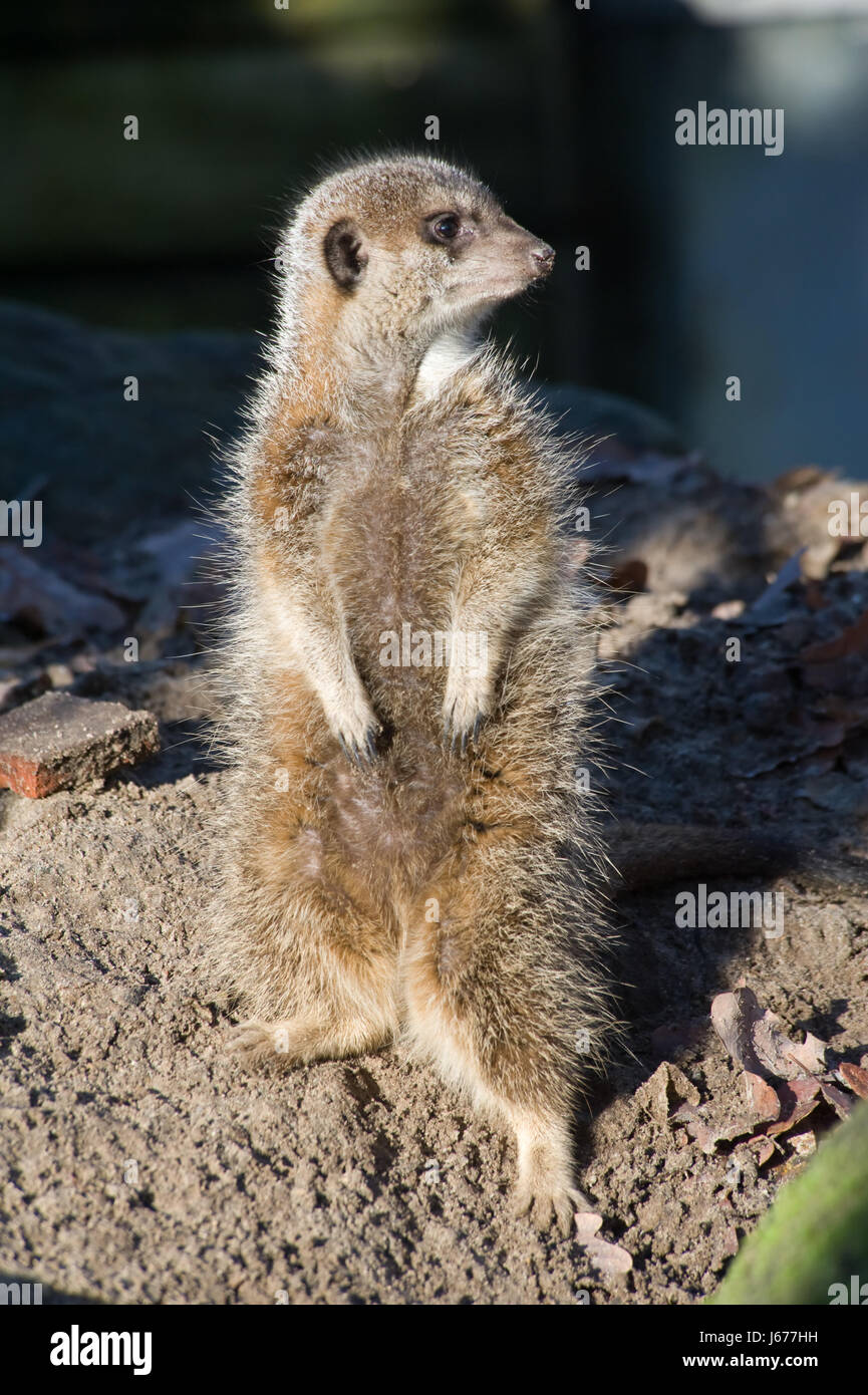 animal mammal brown brownish brunette wildlife mongoose maddening pert Stock Photo