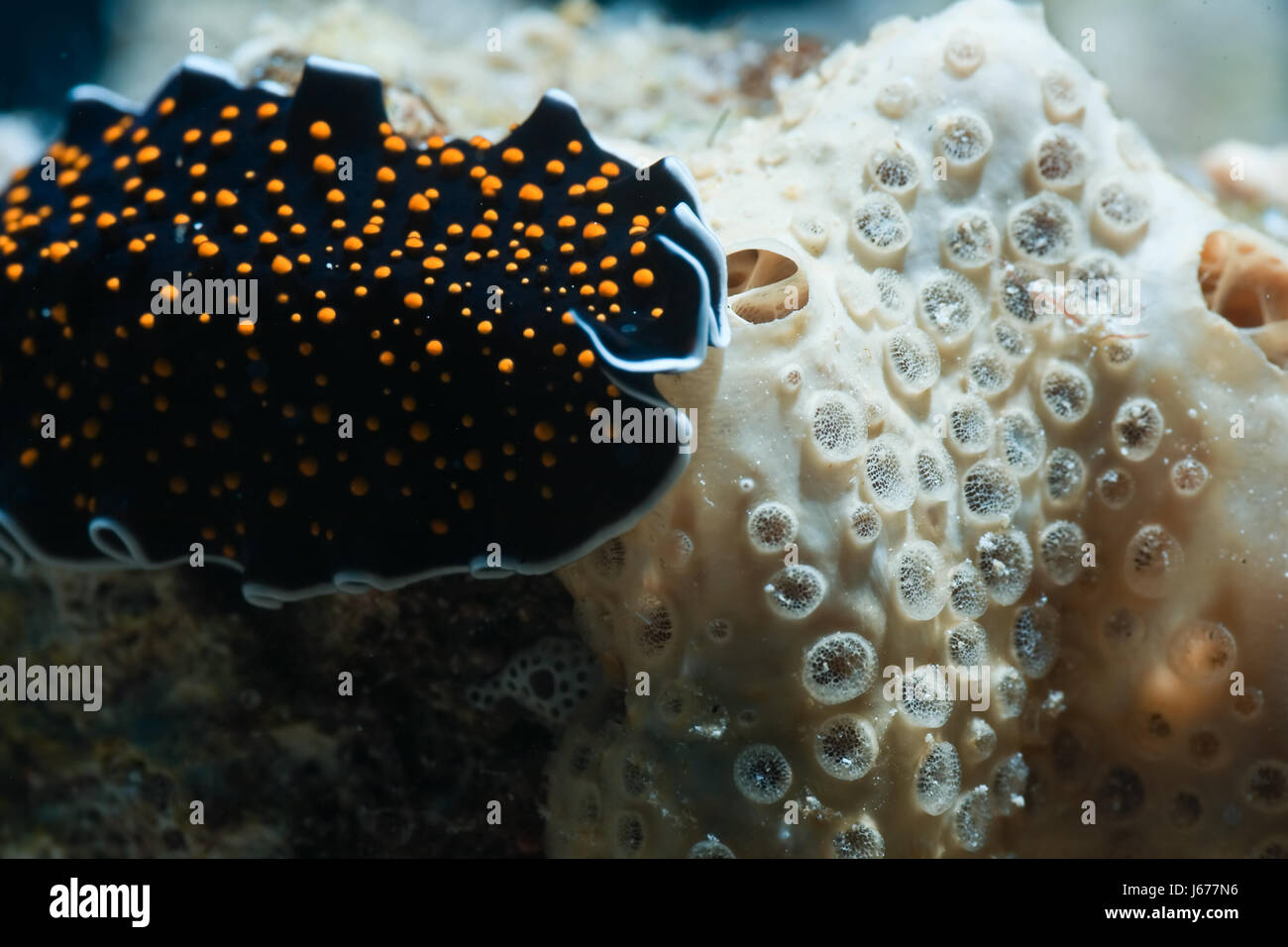 blue animal underwater tropical salt water sea ocean water flatworm ...