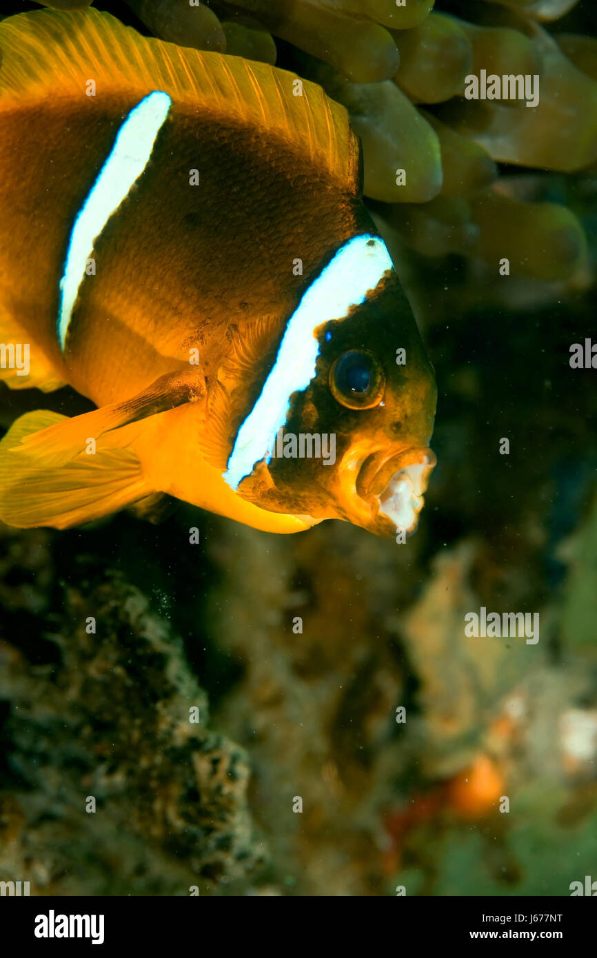 liquid underwater tropical nemo anemone fluid water blue beautiful