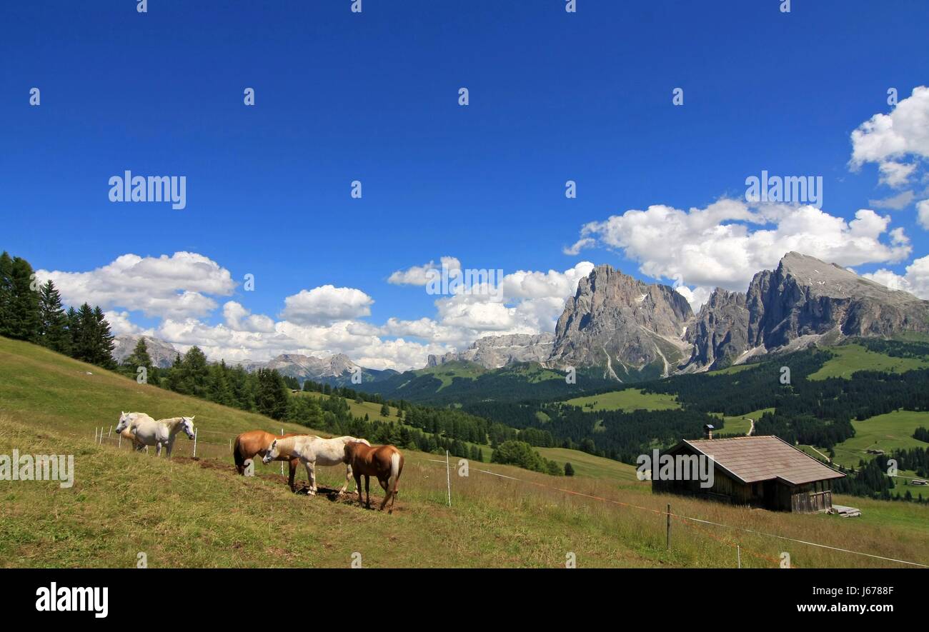 animal dolomites alp horse horses scenery countryside nature house building Stock Photo