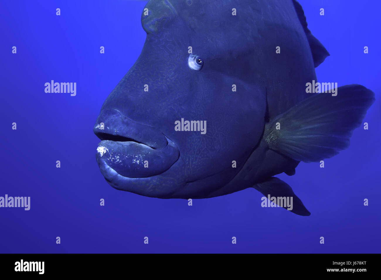 fish pisces blue big large enormous extreme powerful imposing immense relevant Stock Photo