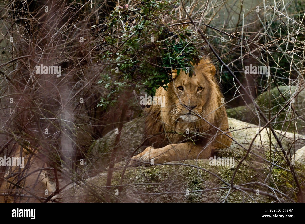 Lion face man hires stock photography and images Alamy