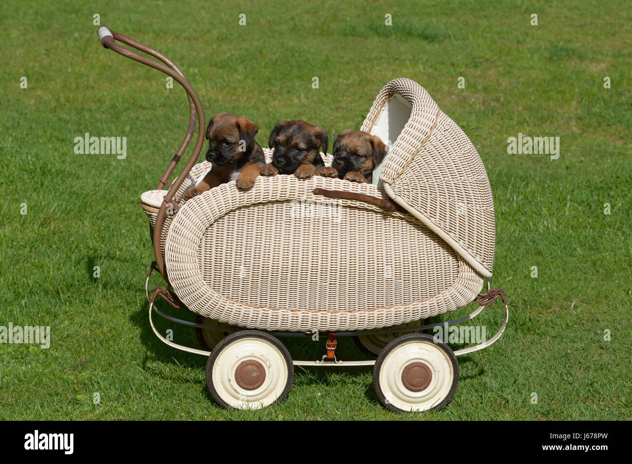 Dog in pram hires stock photography and images Alamy