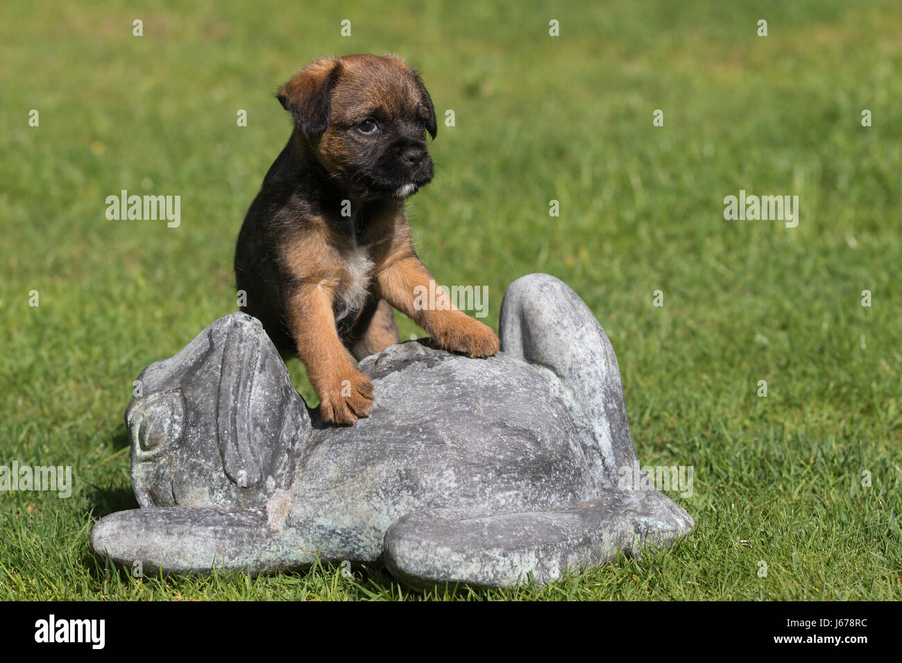 Border Terrier Puppy standing on a stone frog Stock Photo
