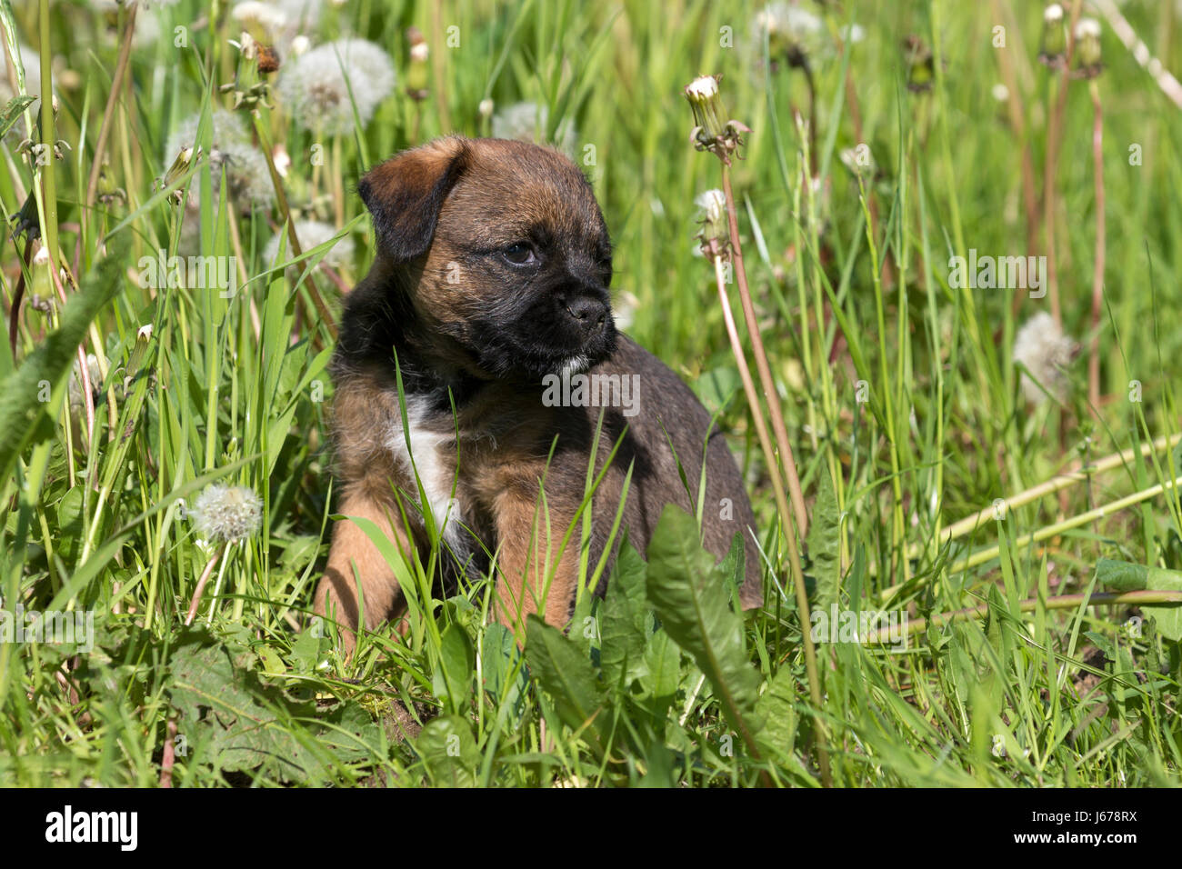 Border Terrier Puppy, 7 weeks old Stock Photo