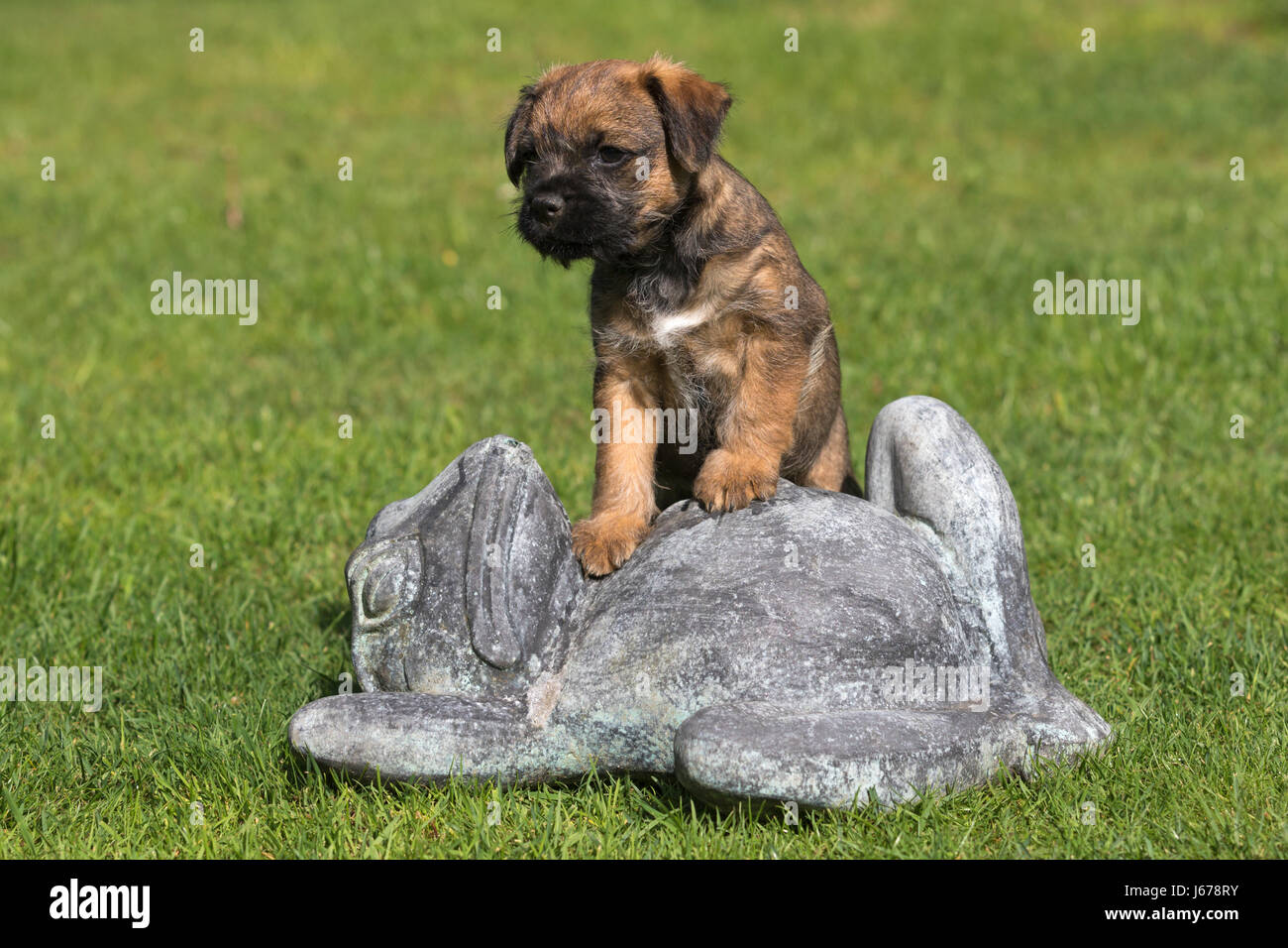 Border Terrier Puppy standing on a stone frog Stock Photo