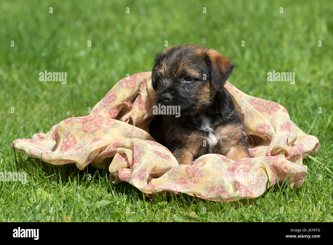 Border Terrier Puppy, 7 weeks old Stock Photo