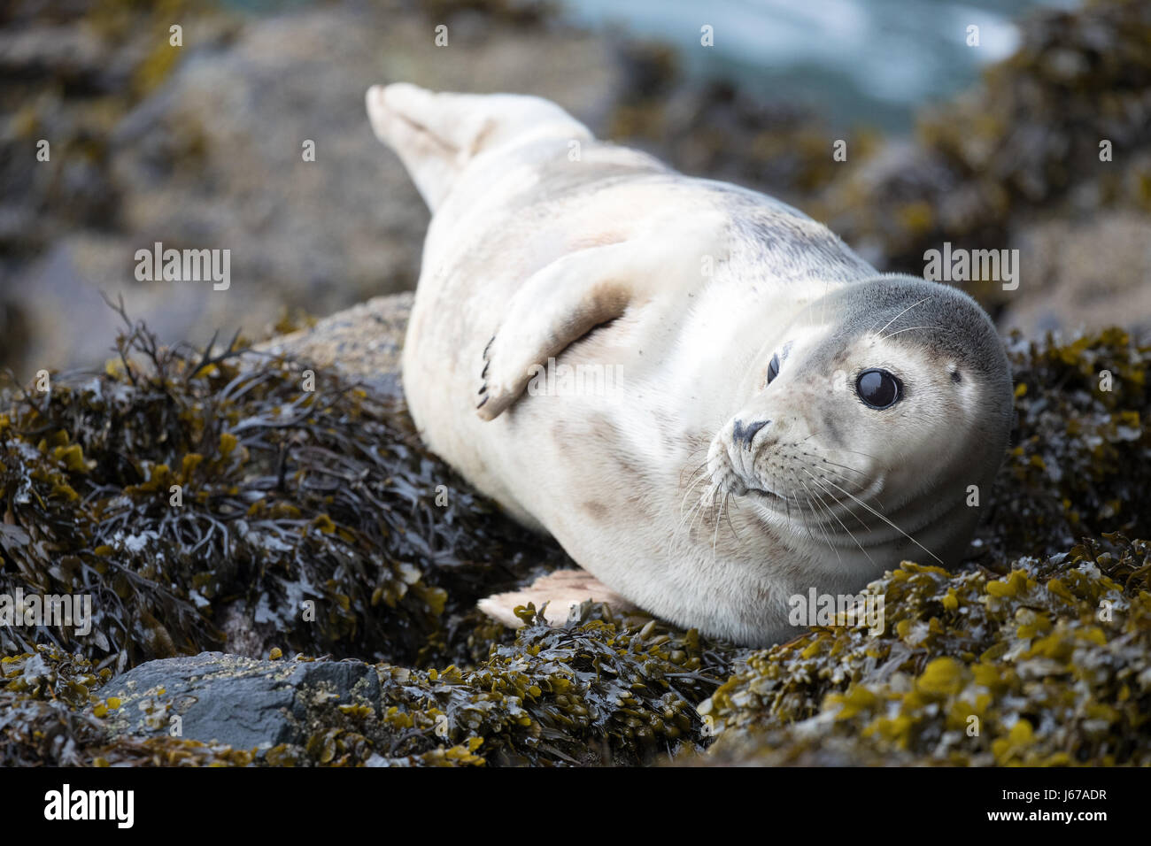 Juvenile Grey Seal (Halichoerus grypus) sunbathing on rocks and seaweed ...