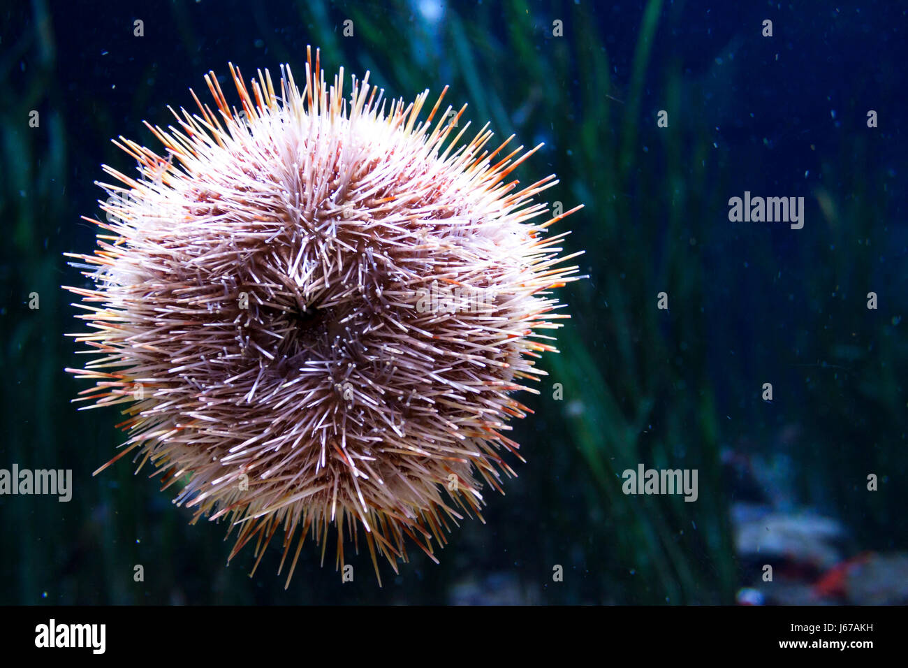 Sea urchin at the oceanographic. Valencia, Spain Stock Photo - Alamy