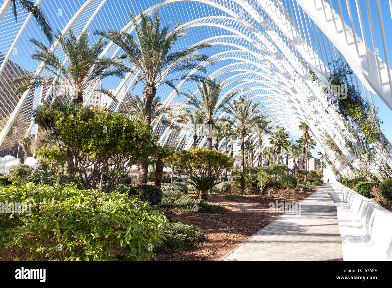 The L'Umbracle lines at sunrise. Valencia, Spain Stock Photo - Alamy