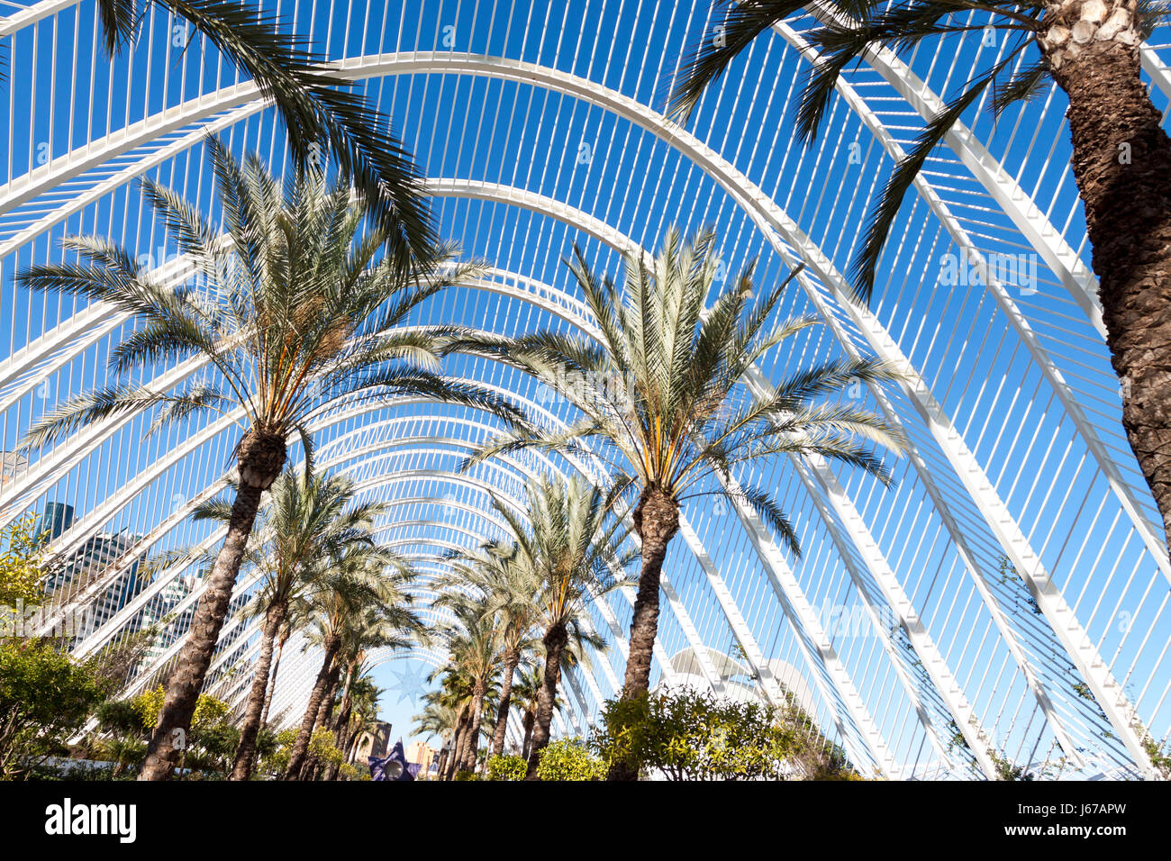 The L'Umbracle lines at sunrise. Valencia, Spain Stock Photo - Alamy