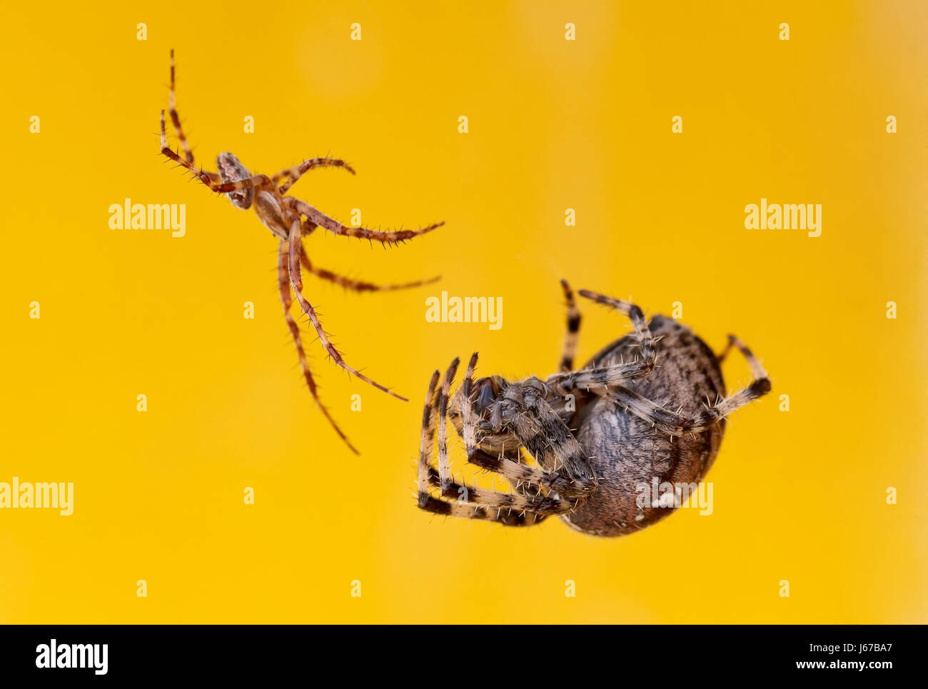 Photo of two giant and dangerous spiders Stock Photo Alamy