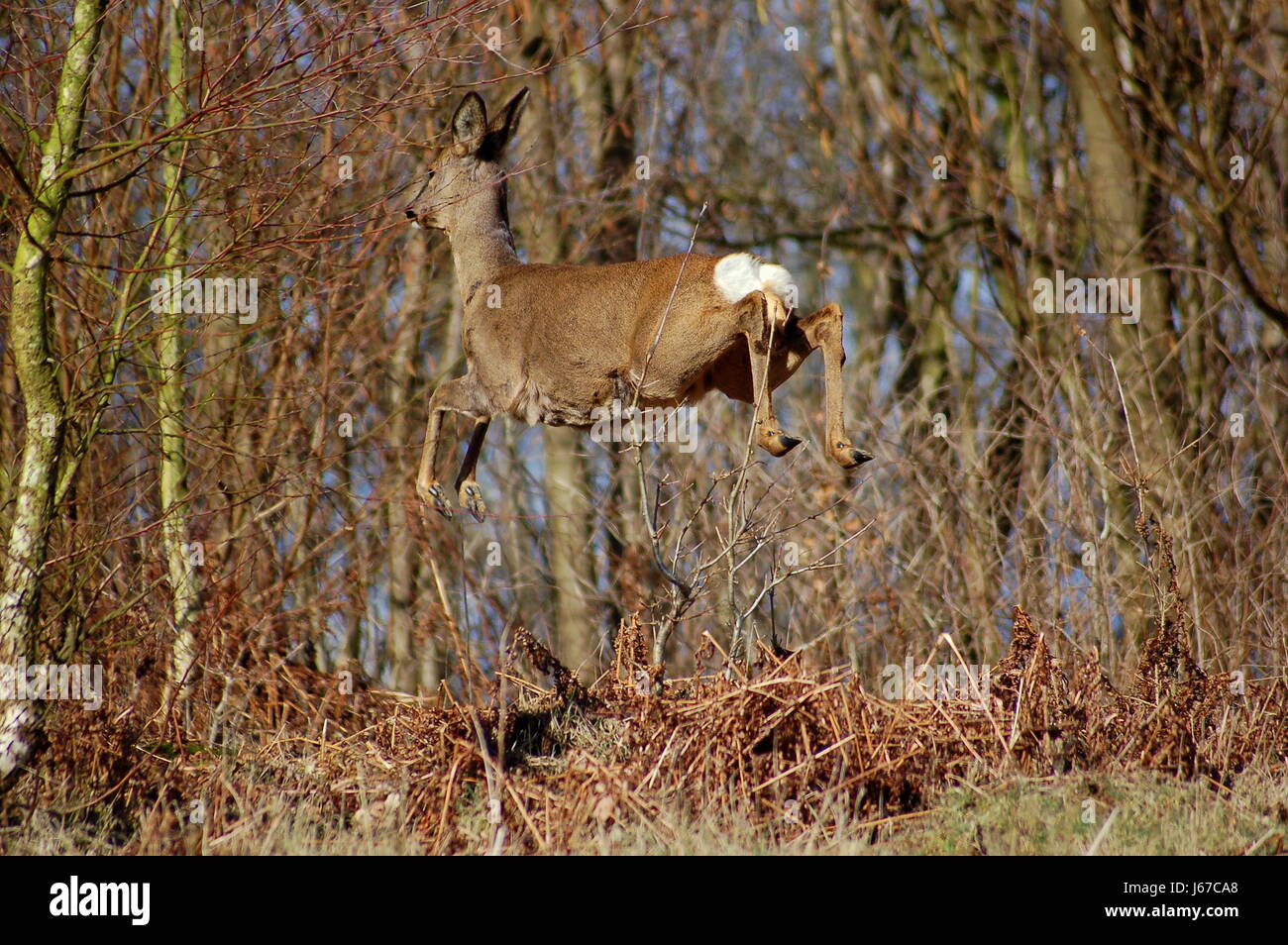 spring bouncing bounces hop skipping frisks jumping jump caper deer roe